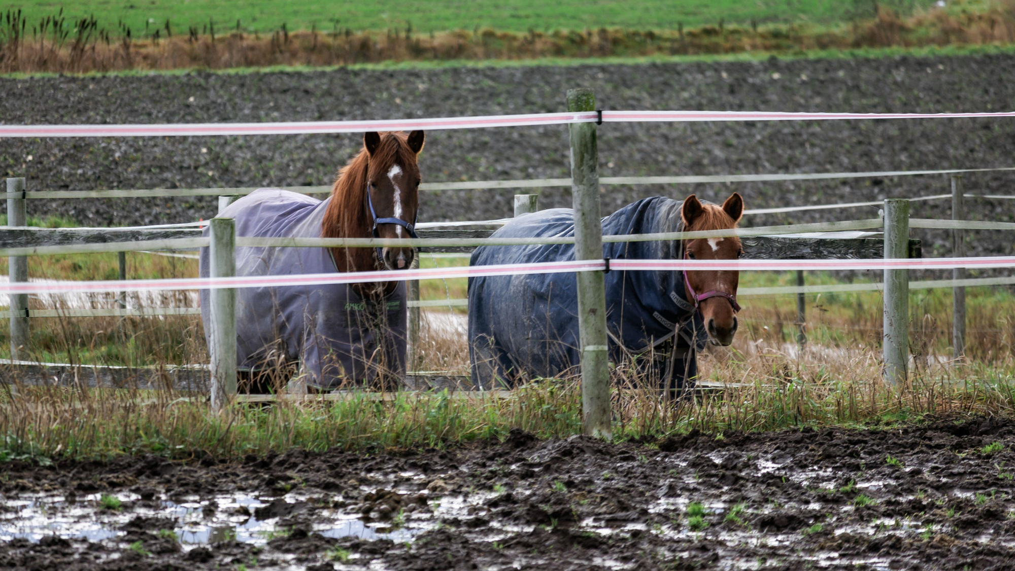 Two chestnut horses in rugs stand in a poached, muddy field
