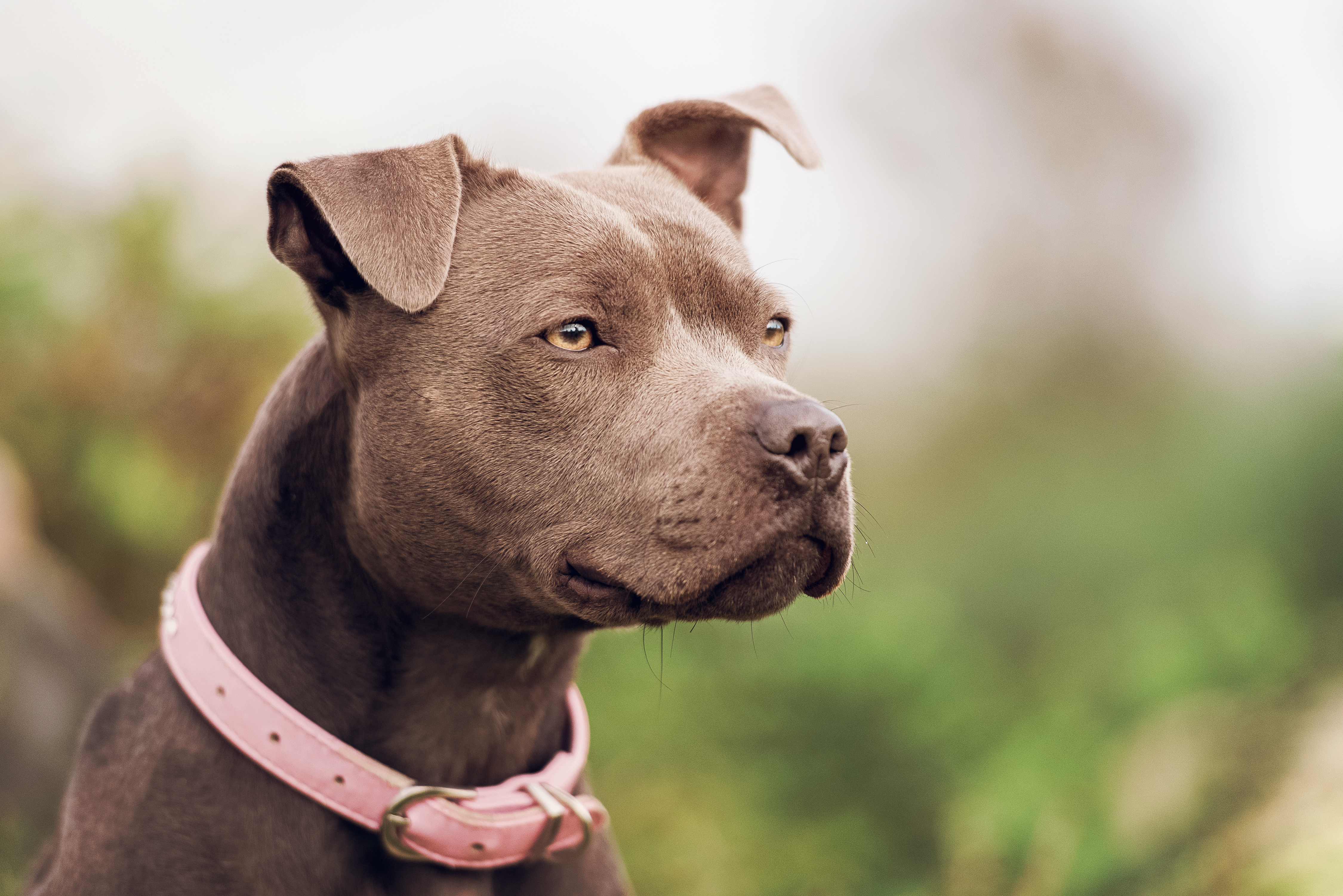 Close up of pit bull terrier with pink collar