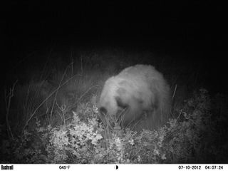 A camera trap catches a black bear attacking an ant nest.
