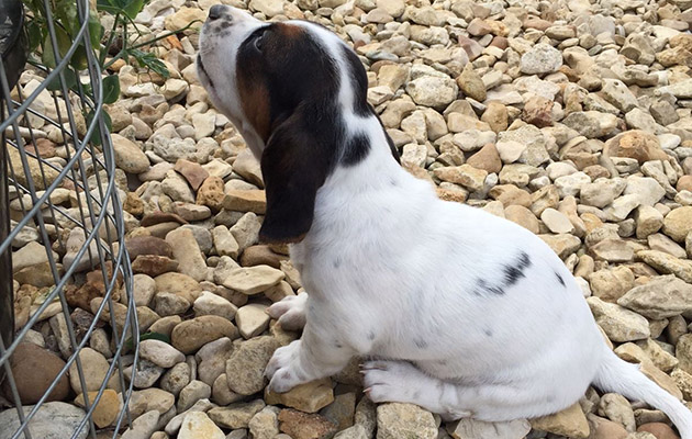 1 Basset and rose