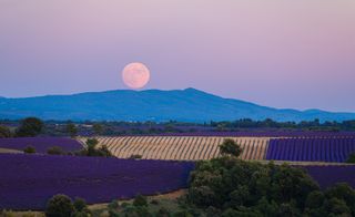 A strawberry moon rises over lavender fields in Valensole - stock photo