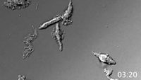 Screenshot from a video showing the amoeba Incendiamoeba cascadensis moving at 60 degrees Celsius (140 degrees Fahrenheit). When pushed to its limits in the lab, I. cascadensis can remain partially active at 150.8 degrees F (66 degrees C) and can recover from exposure to 158 degrees F (70 degrees C) for five minutes. However, 176 degrees F (80 degrees C) proved to be too much for the amoeba to come back from.