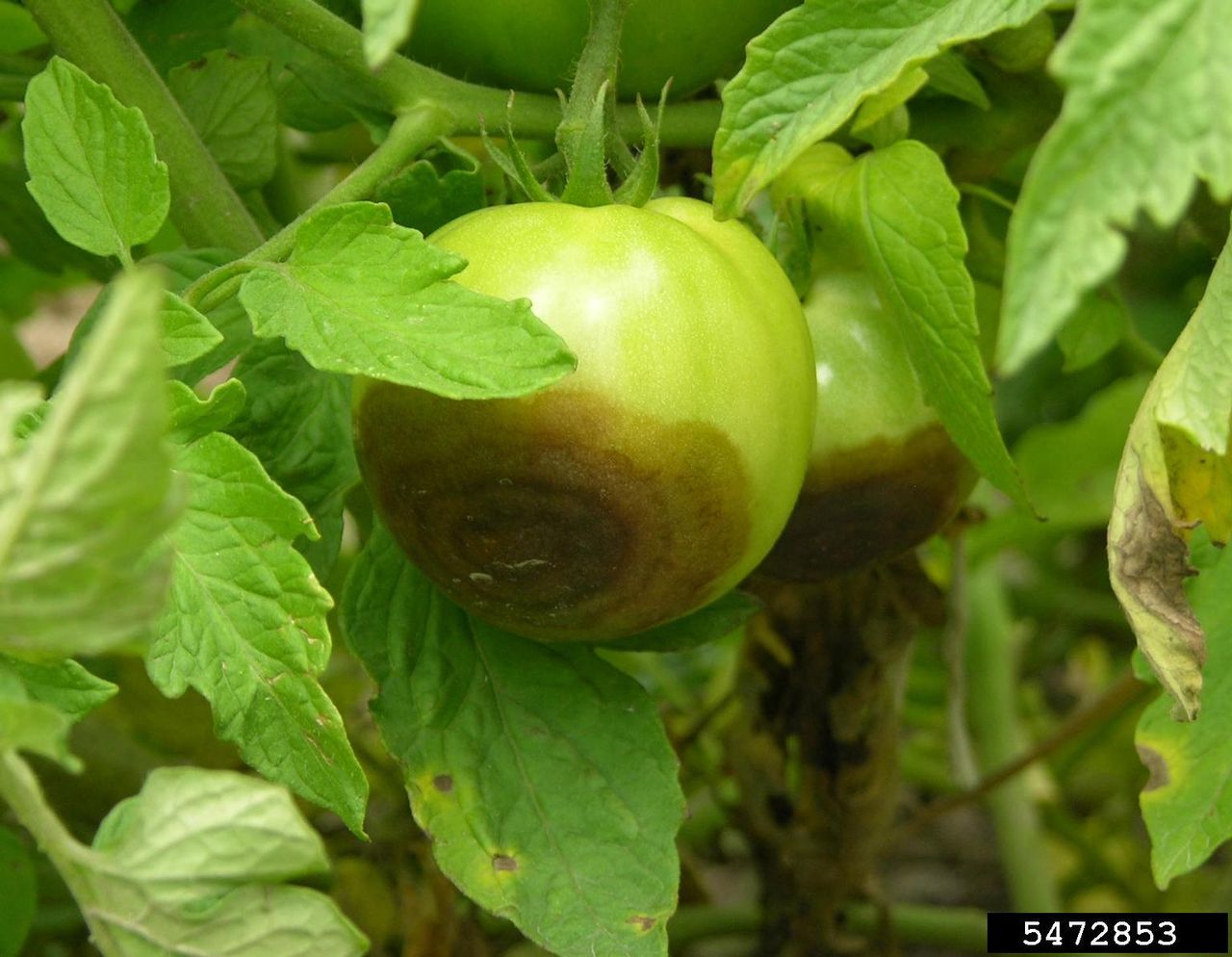 Brown Buckeye Rot On Bottom Of Green Tomato