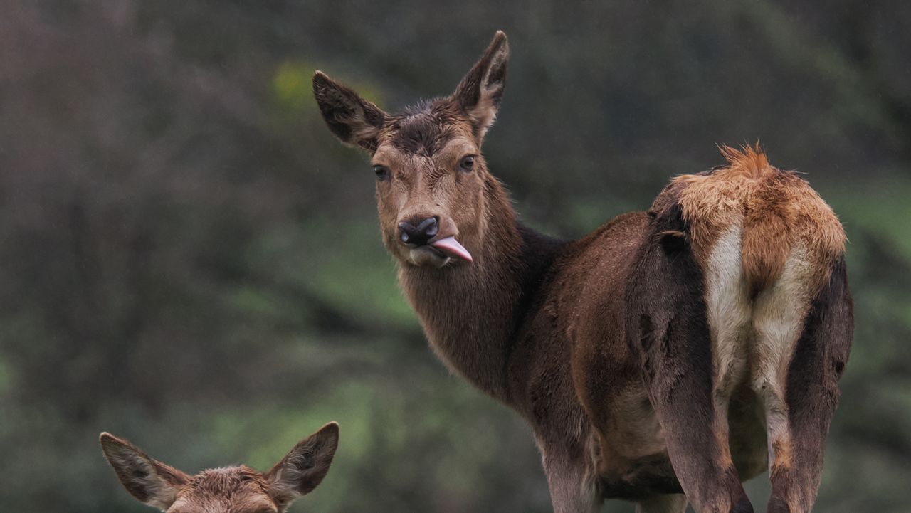 A wildlife photo taken on an OM System OM-1 Mark II mirrorless Micro Four Thirds camera