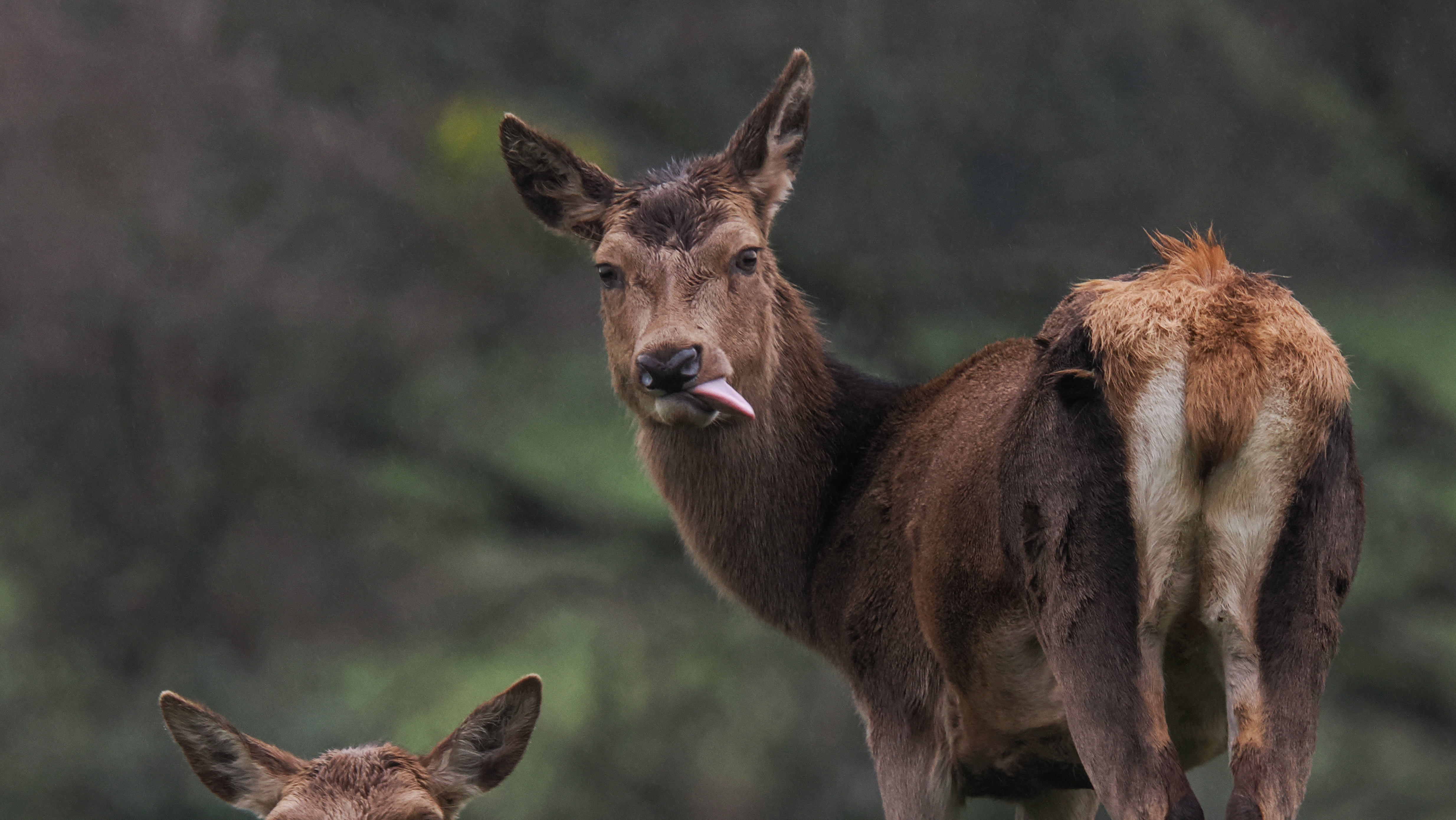 A wildlife photo taken on an OM System OM-1 Mark II mirrorless Micro Four Thirds camera