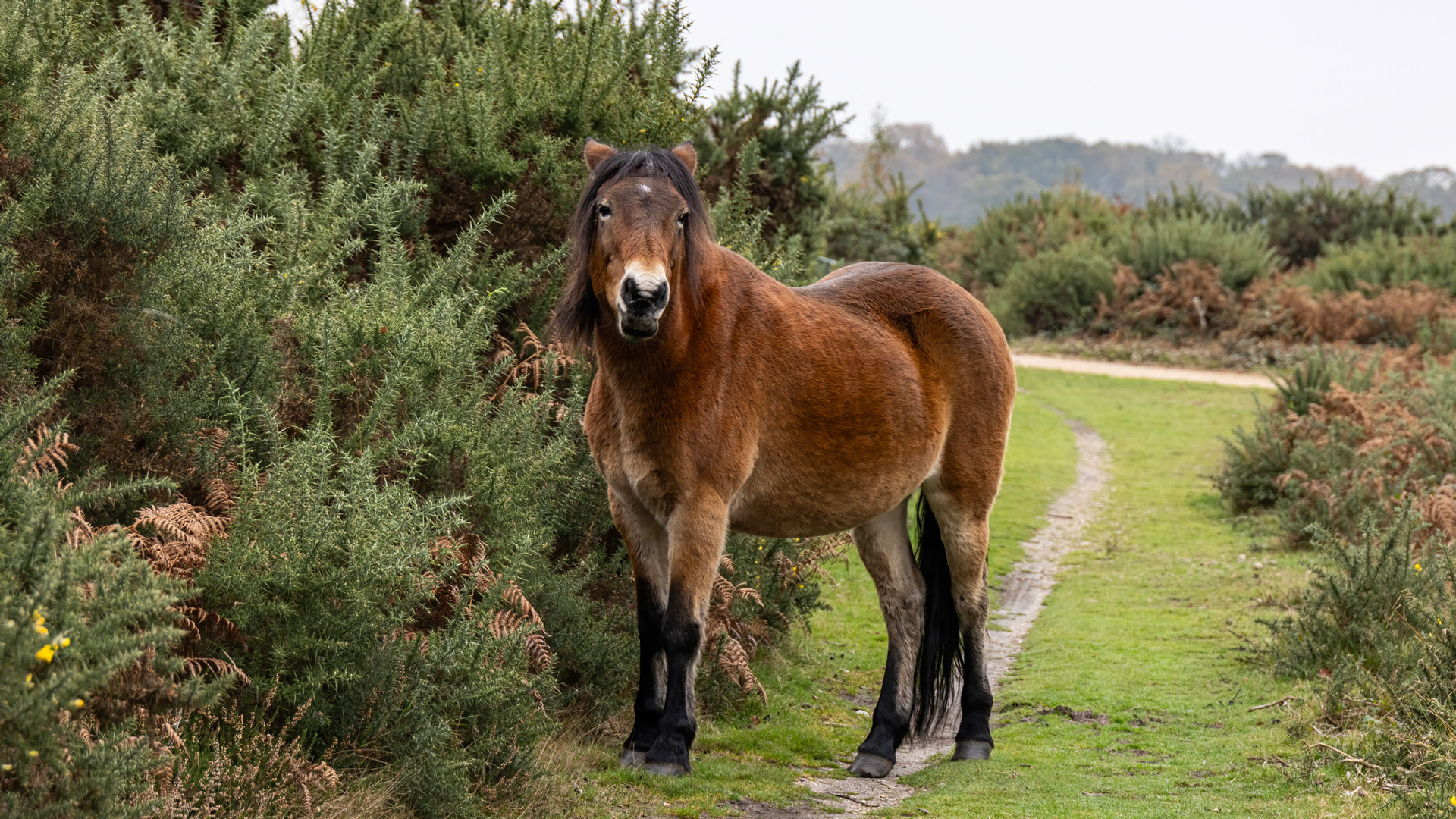 New Forest pony