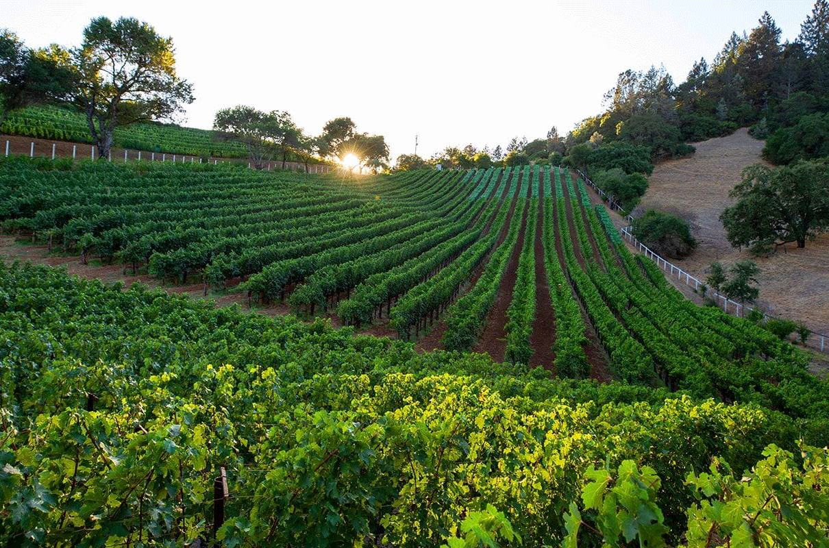 Colgin Cellars - Cariad vineyard