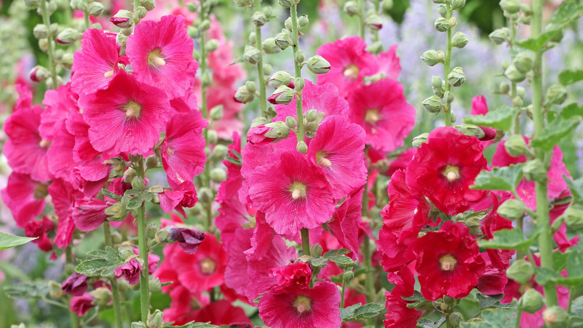 mixed pink hollyhocks in garden border