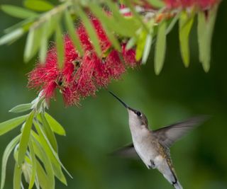 Bottlebrush bloom with hummingbirds