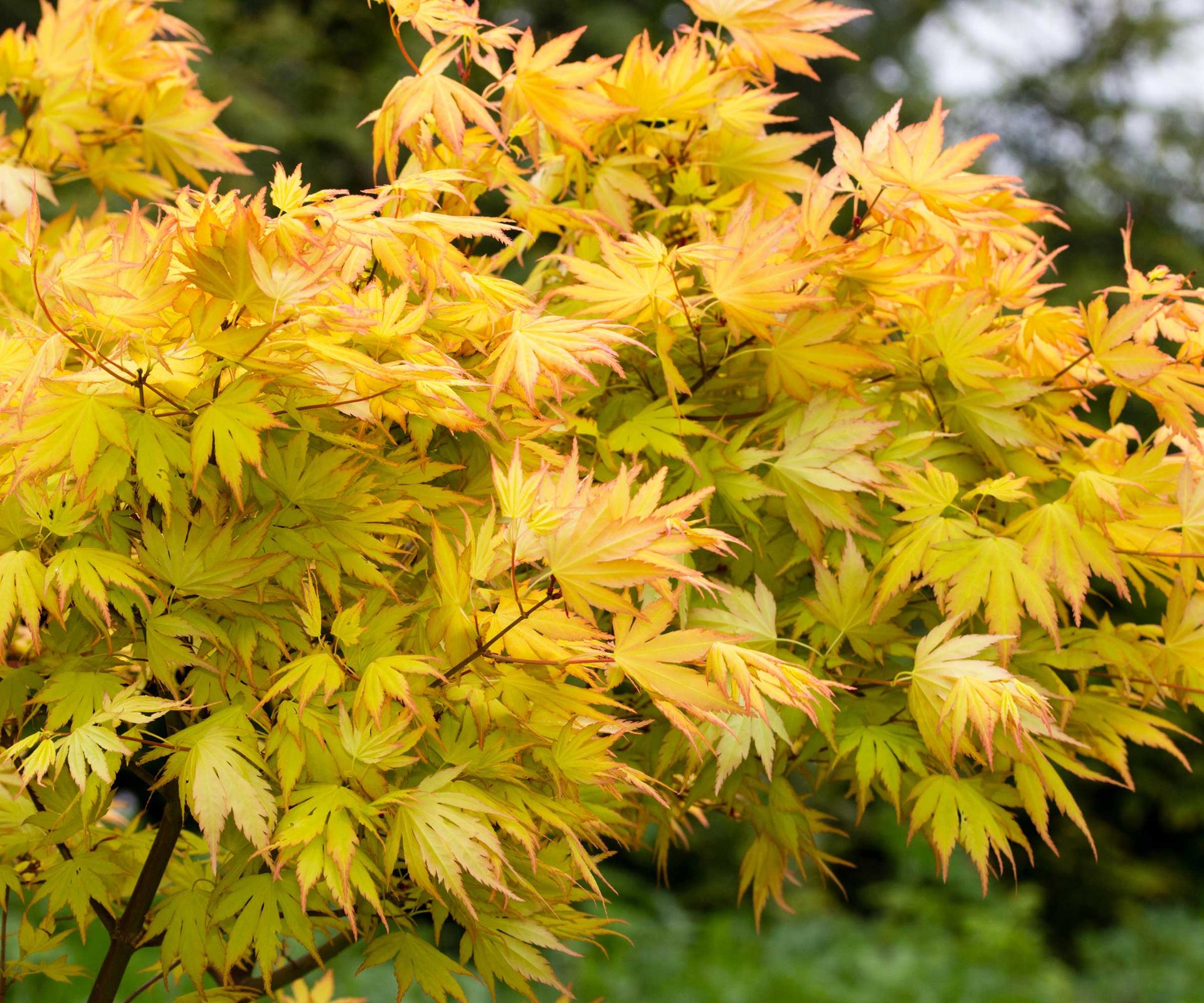 Acer palmatum 'Orange Dream'