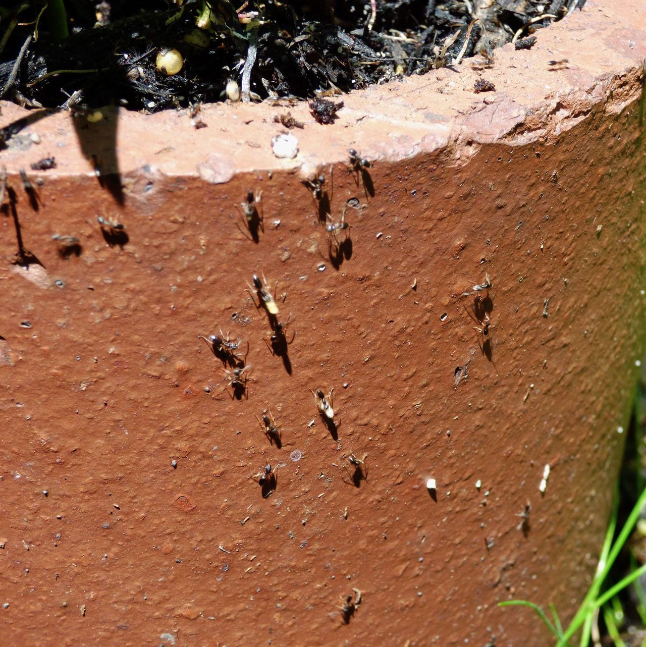 Ants Crawling Out of a Houseplant