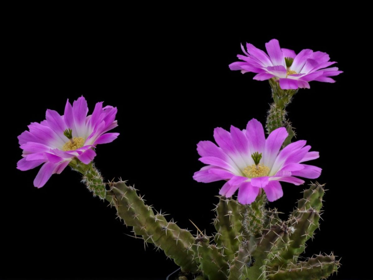 Echinocereus Ladyfinger Plants: Learn How To Grow Ladyfinger Cactus Plants  | Gardening Know How