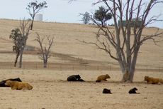 Wagga Wagga drought, la nina, el ni&ntilde;o, weather