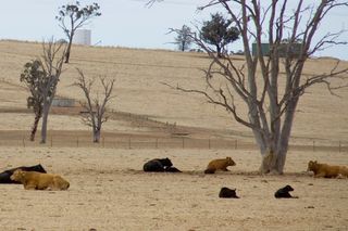 The drought hit Wagga Wagga, NSW, in 2006.