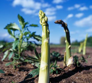 Field with green asparagus