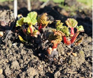 small rhubarb plants growing in a bed