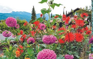 After years in the doldrums, the dahlia has become popular again.