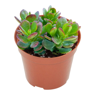 A dwarf jade plant from Amazon