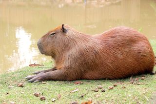 Largest animals capybara