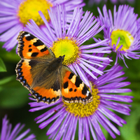 Aster amellus ‘King George’ at Crocus