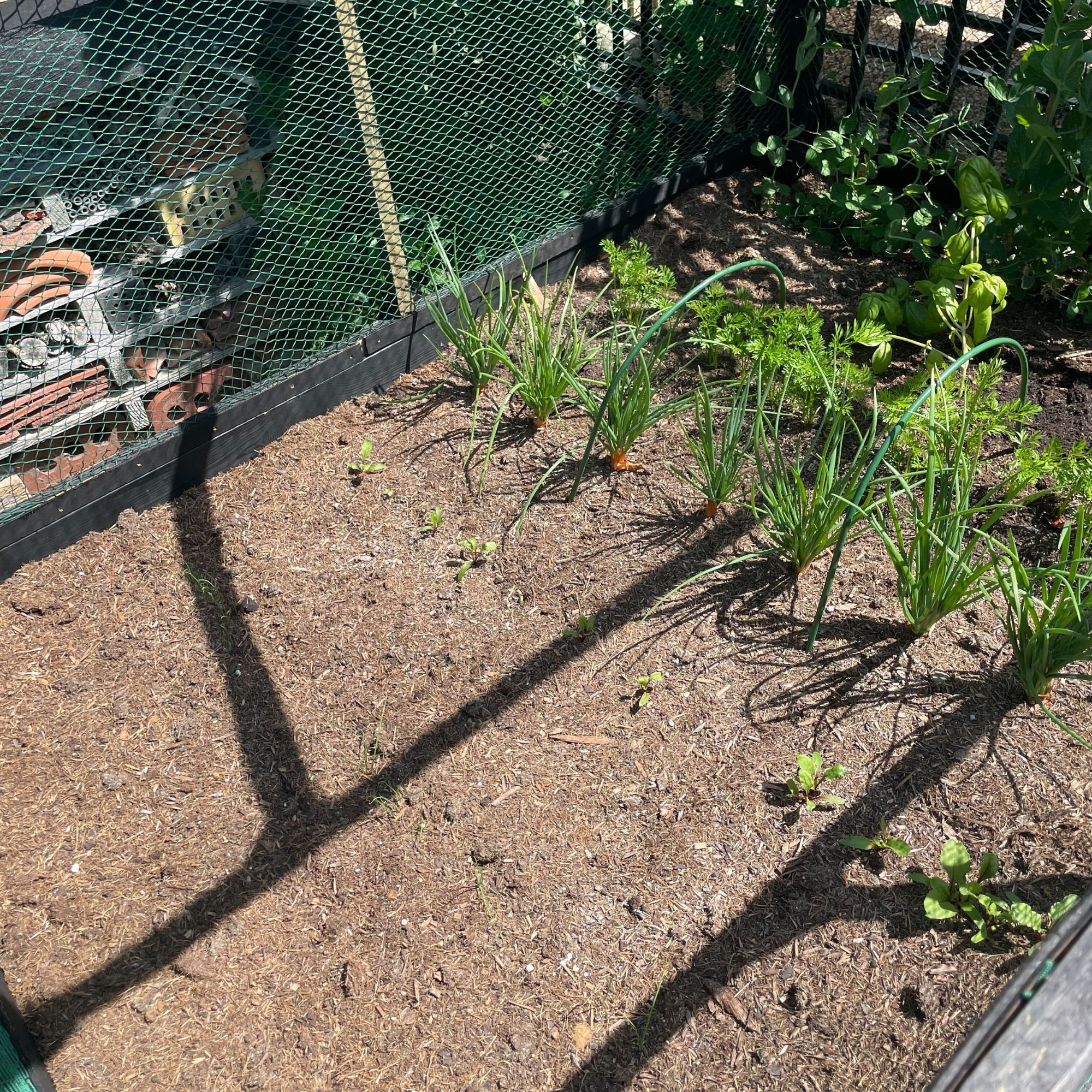 Raised vegetable bed in garden with shallots, carrots, beetroot, basil and peas, surrounded by net cage