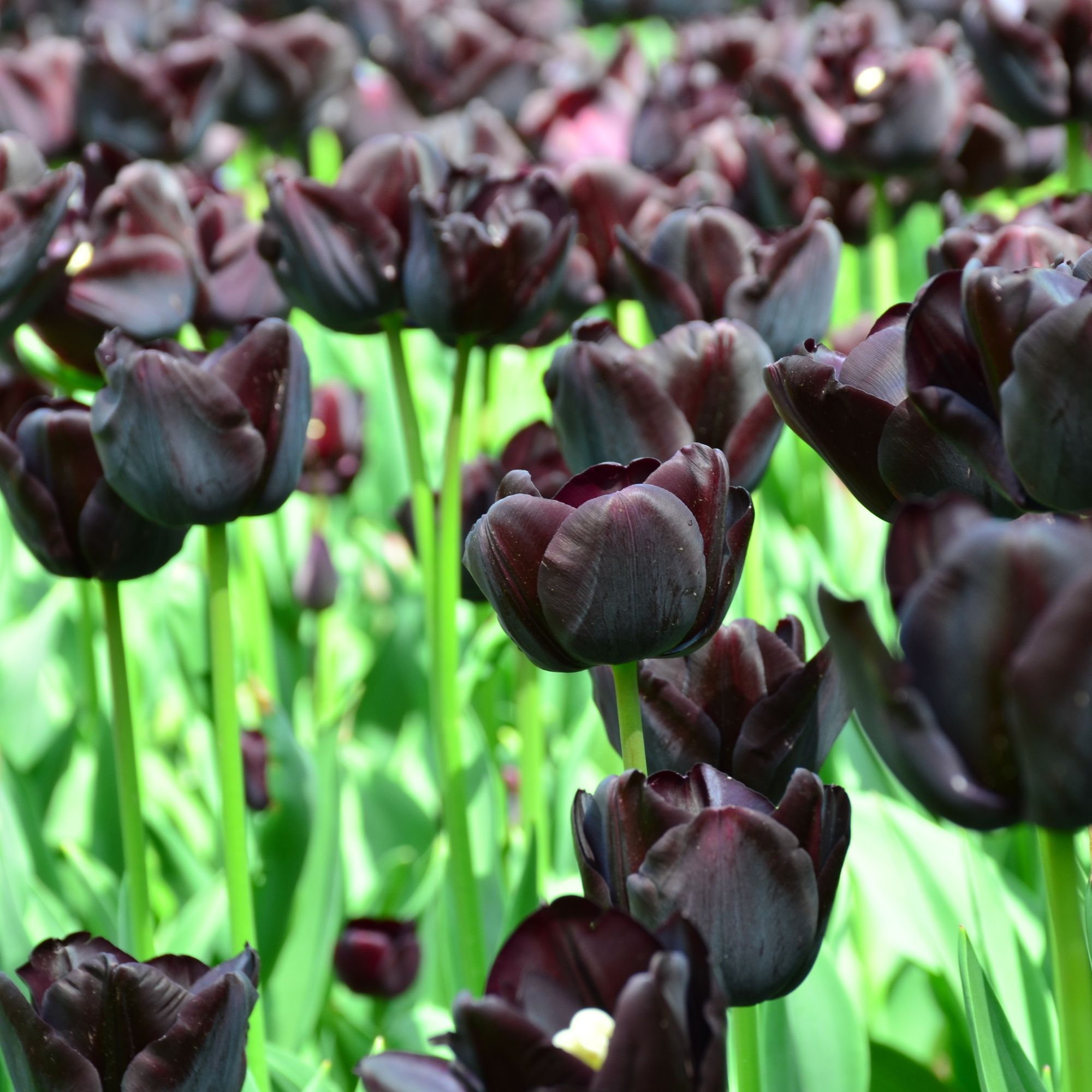 Tulip &#039;Queen of Night&#039; flowers