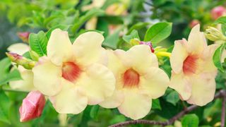 Yellow Mandevilla flowers and bud in garden