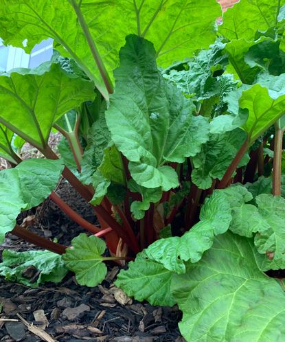 When to plant rhubarb: for a delicious crop of crunchy stems | Homes ...