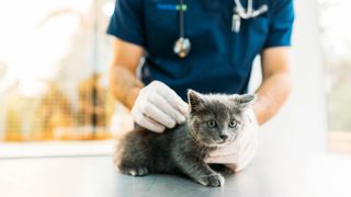 Grey kitten being checked over by a vet