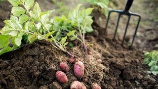 Potatoes planted in the soil