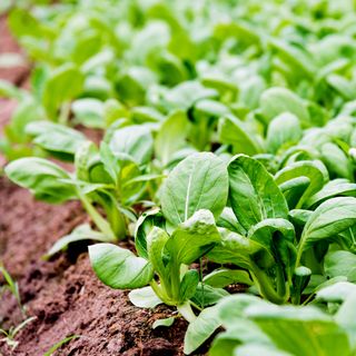 Pak choi plant growing in ground