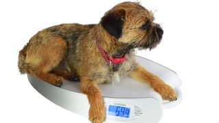 Dog laying on one of the best scales for pets