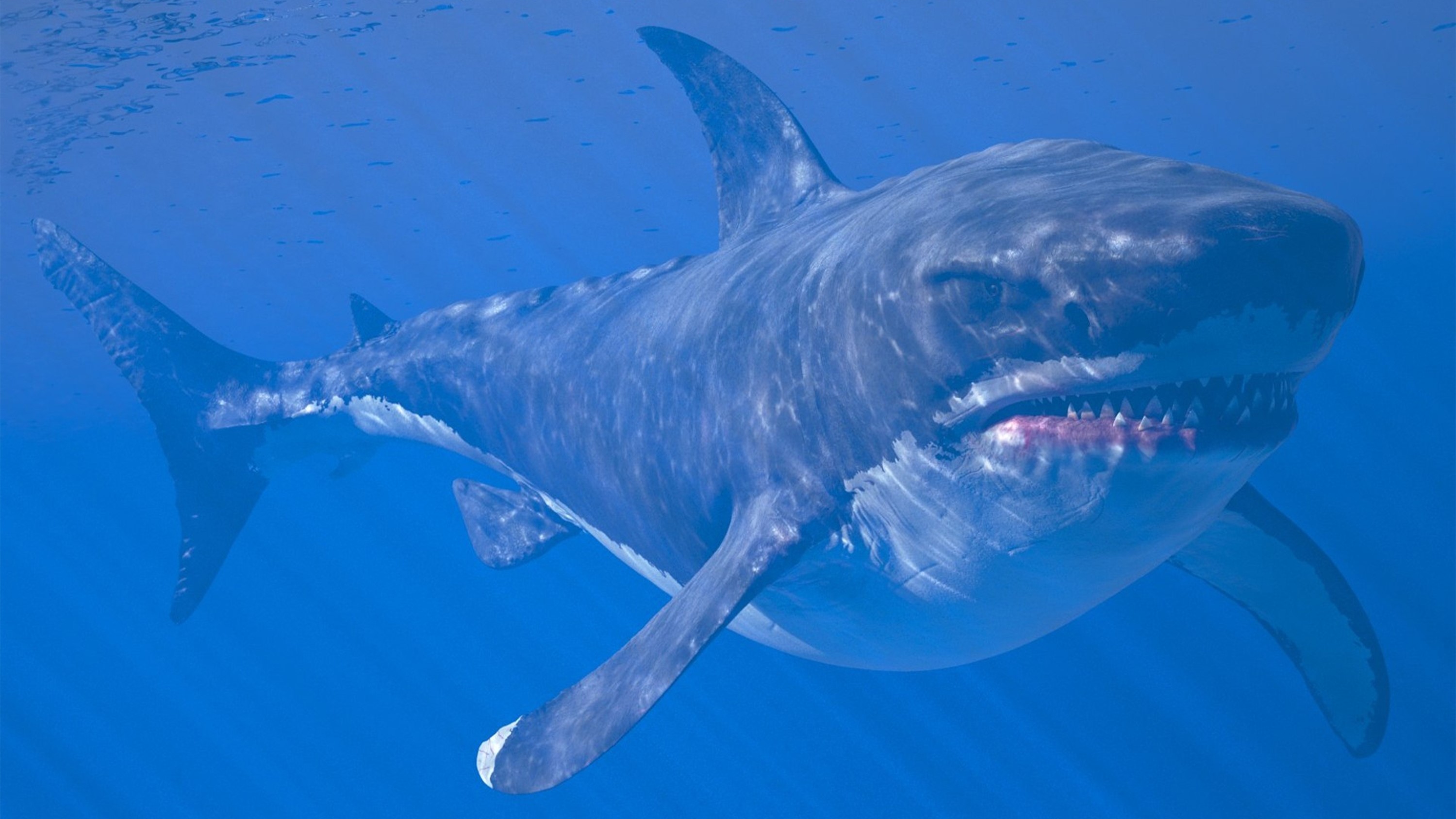 great white shark size