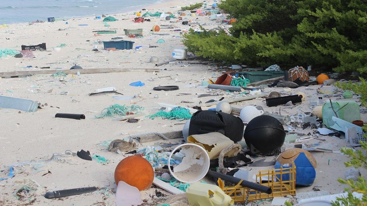 australia_east_beach_henderson_island_in_the_south_pacific_oceanc_dr_jennifer_lavers_brodie_neill.jpg
