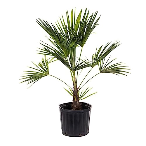 American Plant Exchange Windmill Palm Tree – 10-Inch With Pot – Live Chusan Palm Plant, Cold Hardy Tropical Tree for Home, Patio, or Garden Landscape Decor