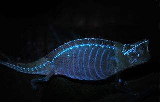 In the brown leaf chameleon (Brookesia superciliaris), tubercles on its skeleton generate glowing patterns of dots that are visible through its skin.