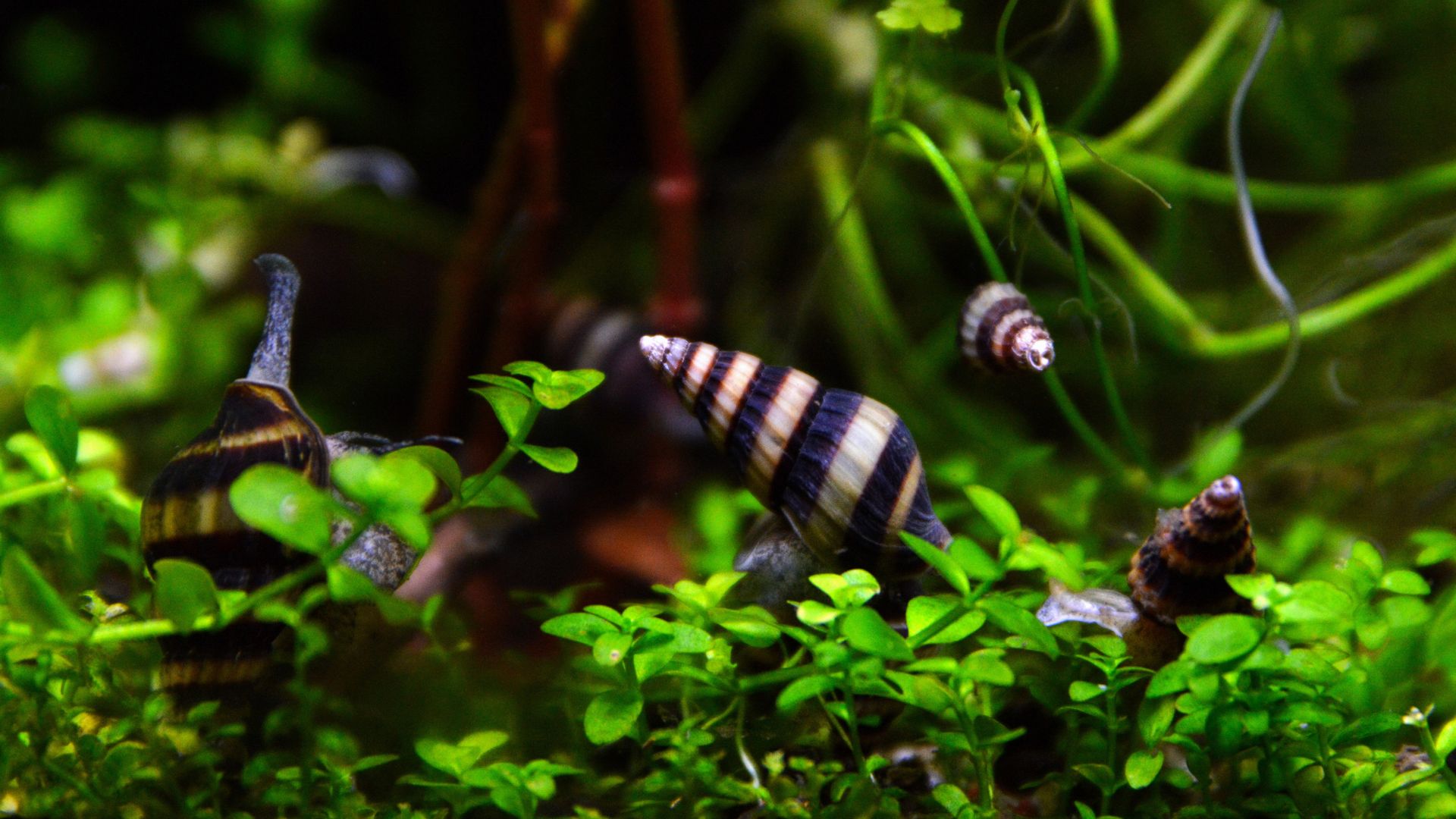 Assassin Snails