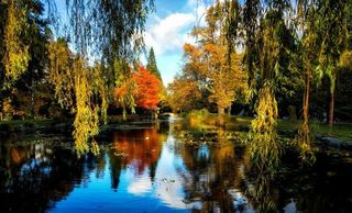 Weeping willows and fall foliage