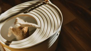 Kitten using litter box