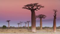 A photo of baobab trees in Madagascar at sunset.