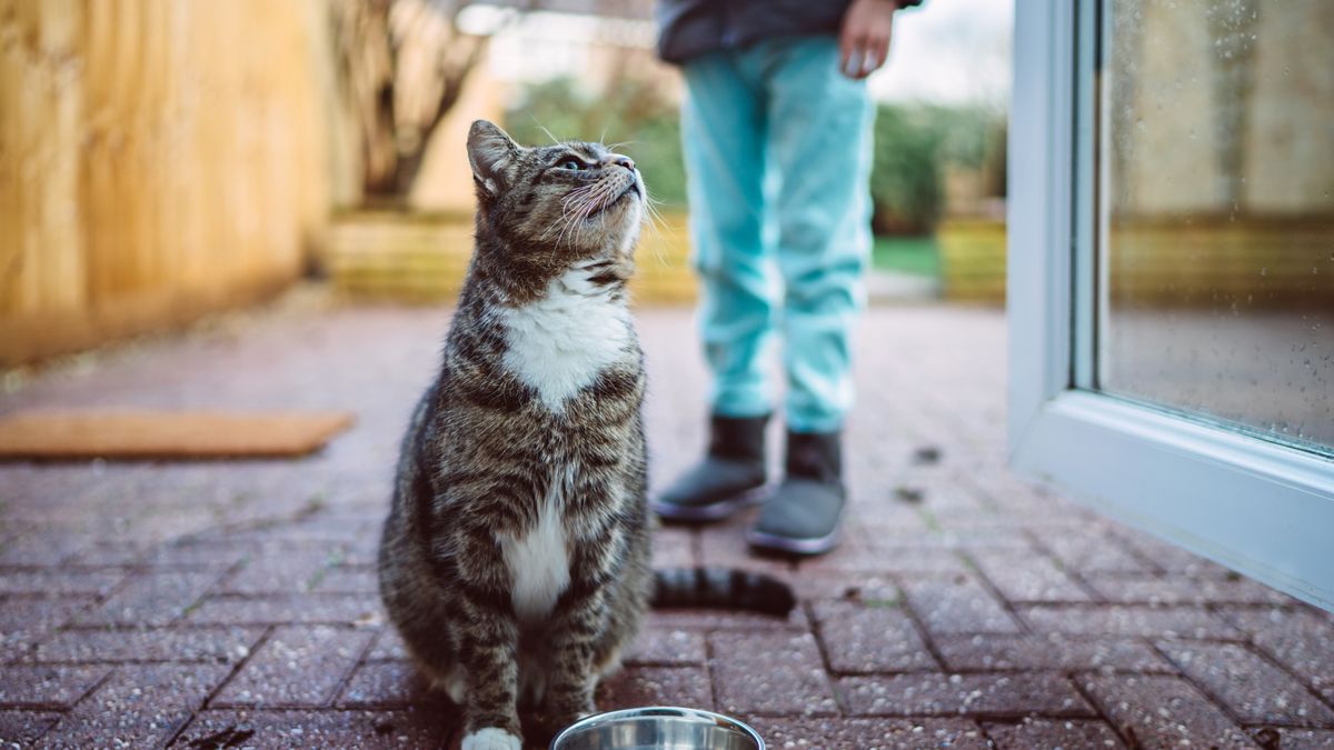 Cat peering upward