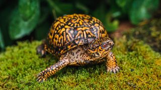 Box turtle in garden