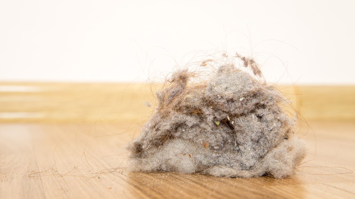 Is house dust mostly dead skin? Live Science