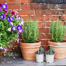 Rosemary plants growing in terracotta pots next to brick wall and succulents