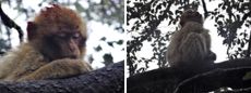 Pipo retreated to a tree after being struck by a car, and continued to sit there after his group abandoned him.