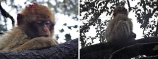 Pipo retreated to a tree after being struck by a car, and continued to sit there after his group abandoned him.