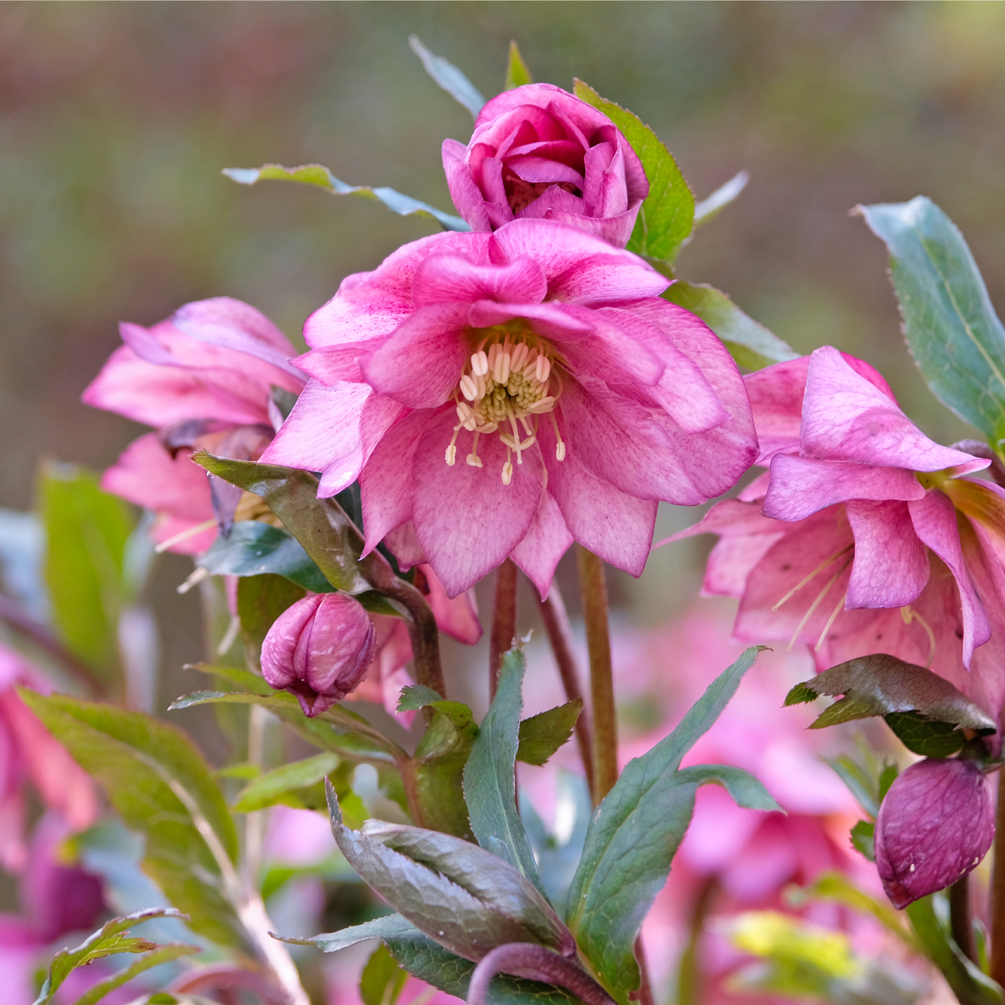 hellebore blooms