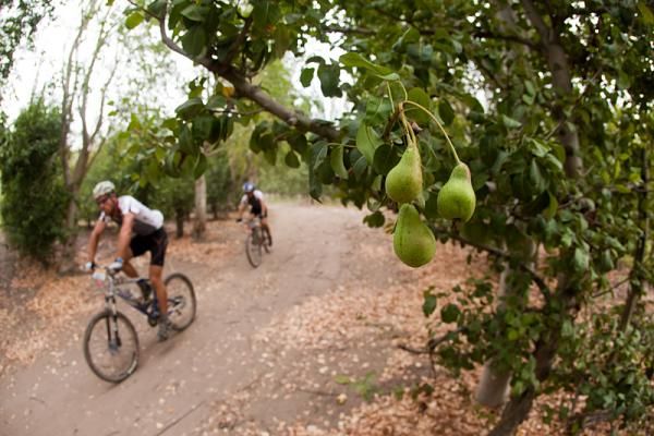 Riders had to resist the tempatation to stop for a snack