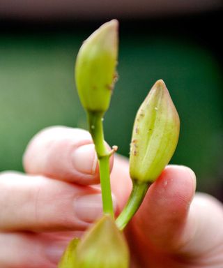 pests on orchid