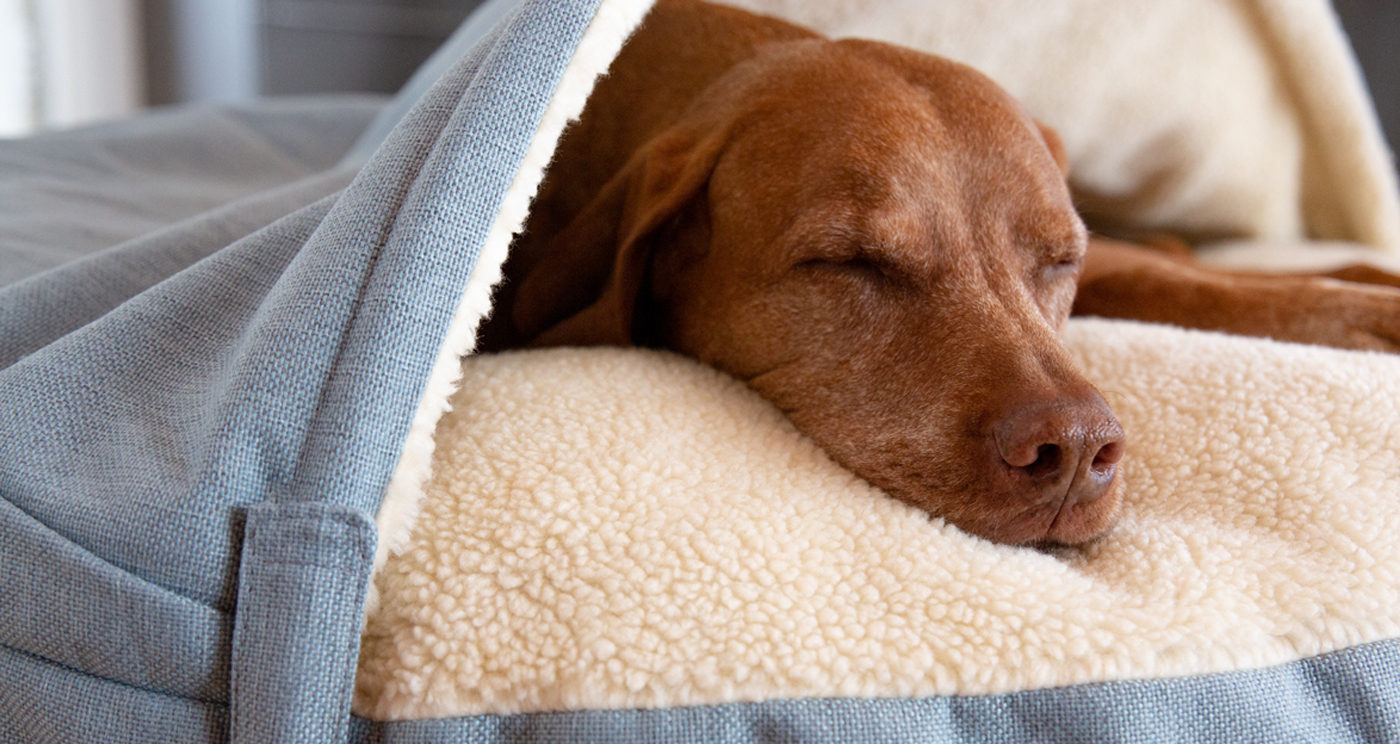 Snuggle-Dreamer-Frosti-Blue